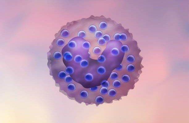 Bazofil yüksekliği